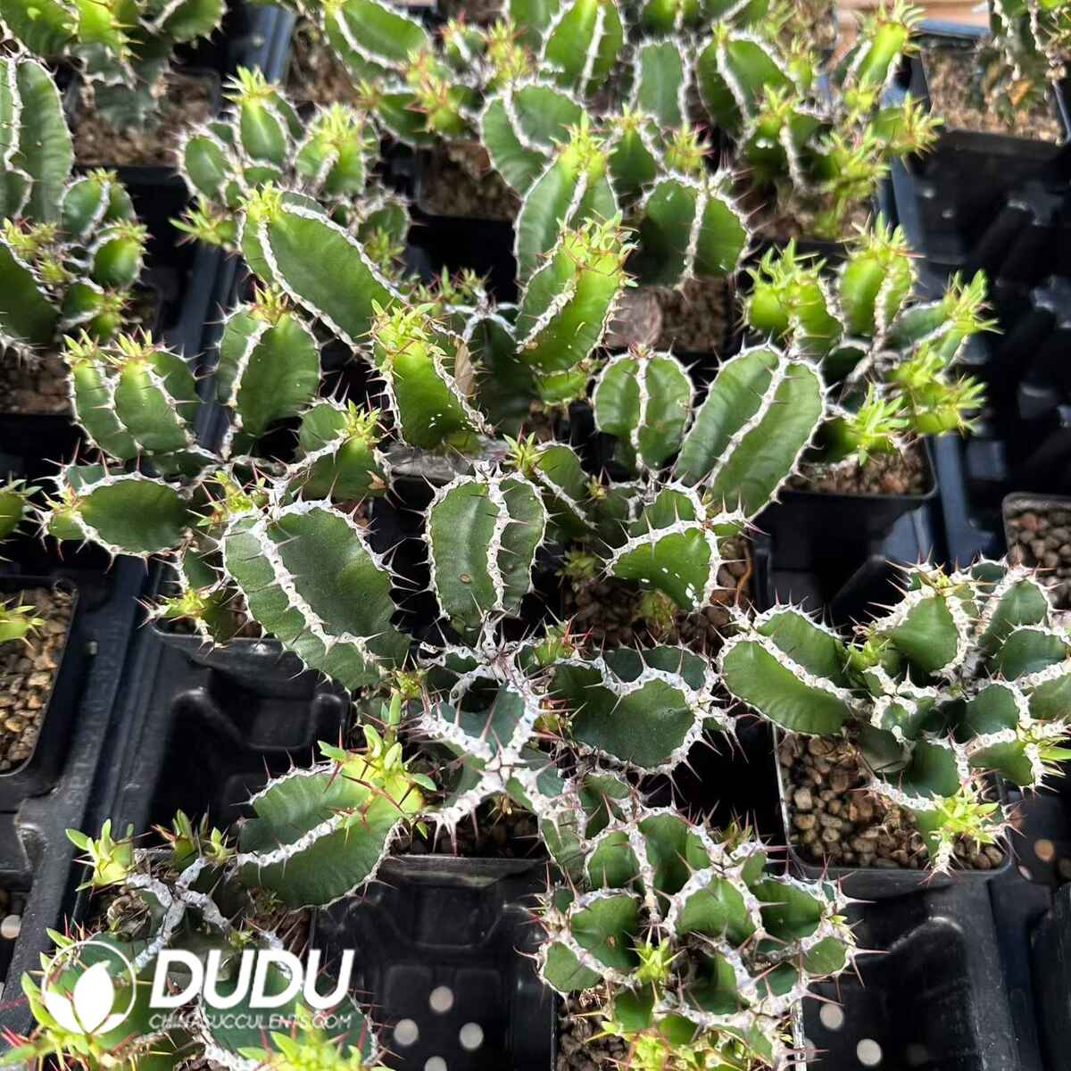 08913D70201.jpg Euphorbia graniticola - 画像 (1)