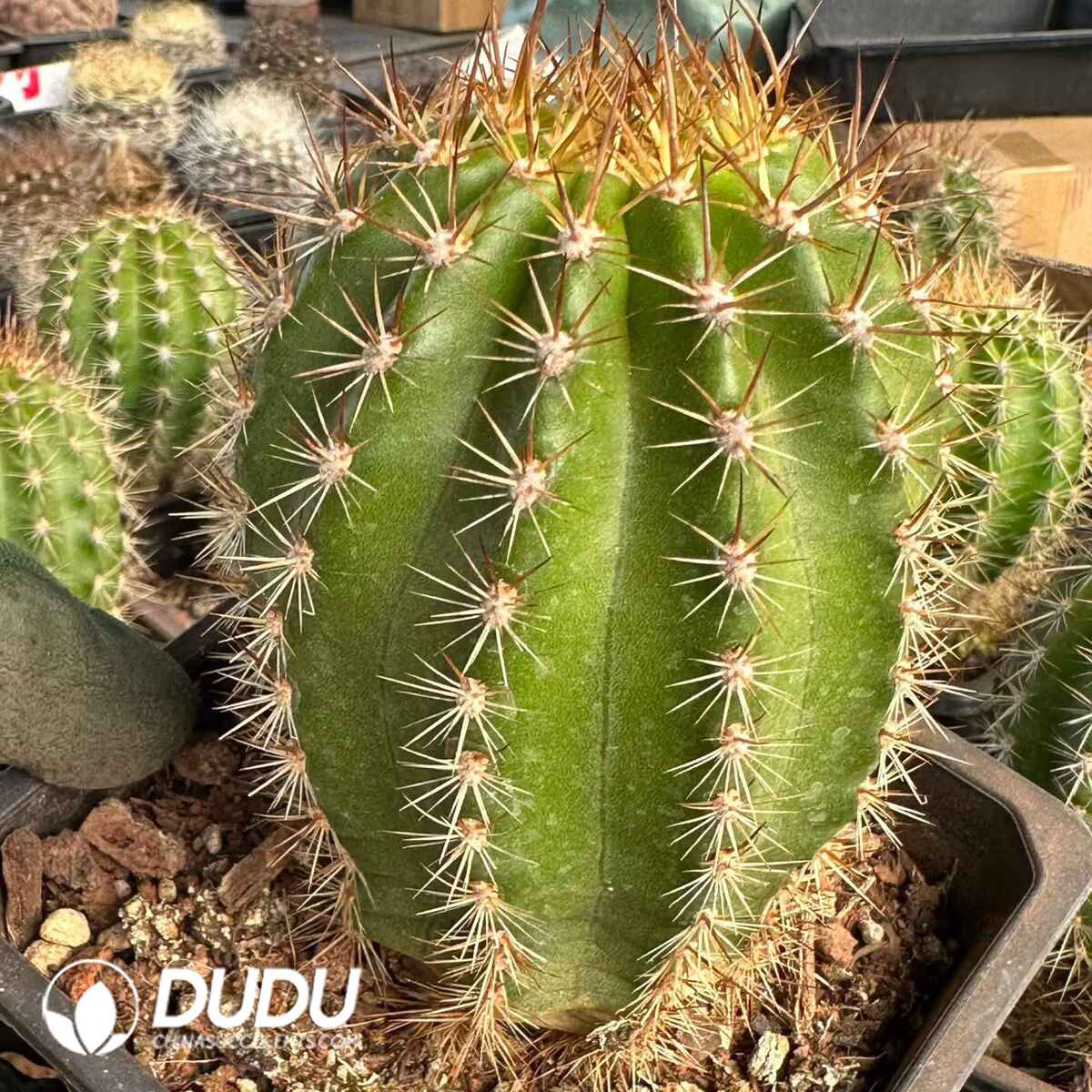 08917D90201.jpg Trichocereus macrogonus - 画像 (1)
