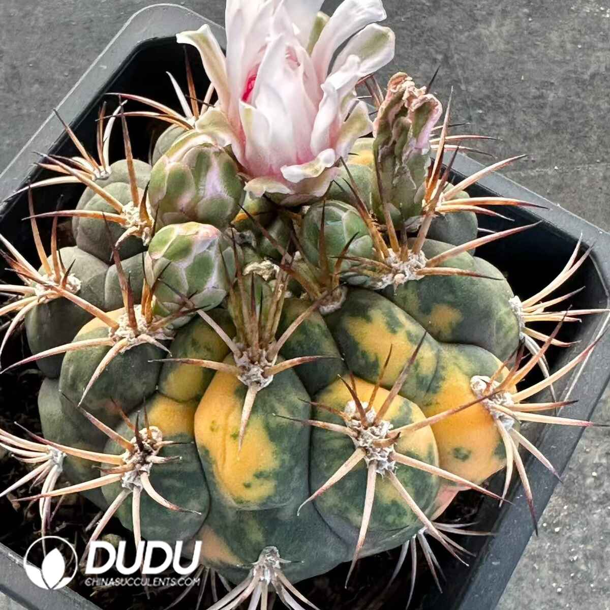08918D90201.jpg Gymnocalycium pflanzii v albipulpa - 画像 (1)