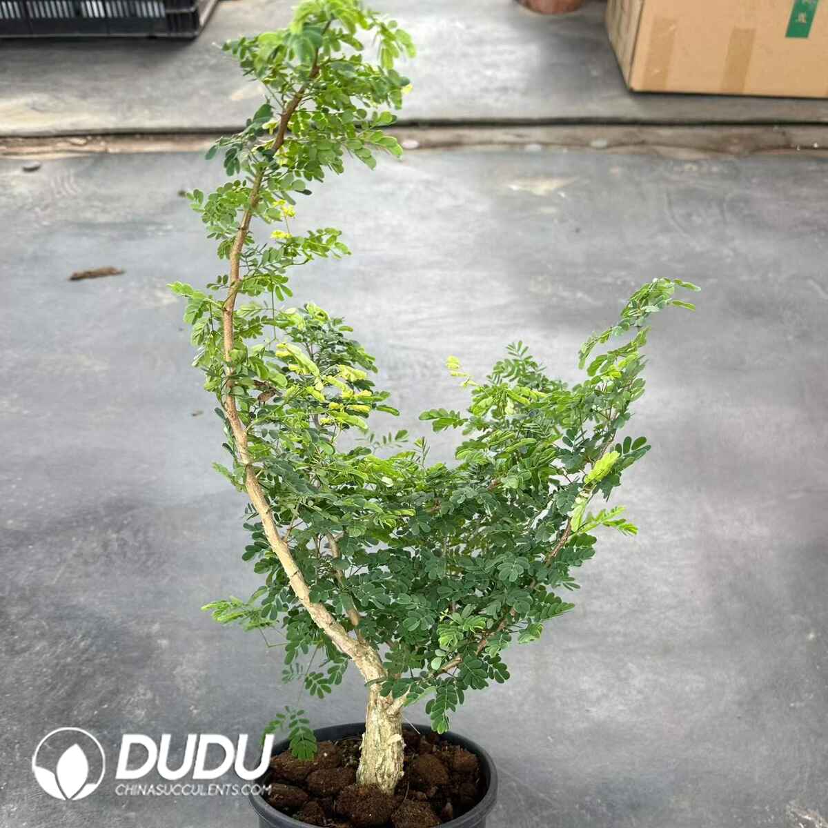 08921D400201.jpg Pachypodium Black-Throated Thorn Tree - 画像 (1)