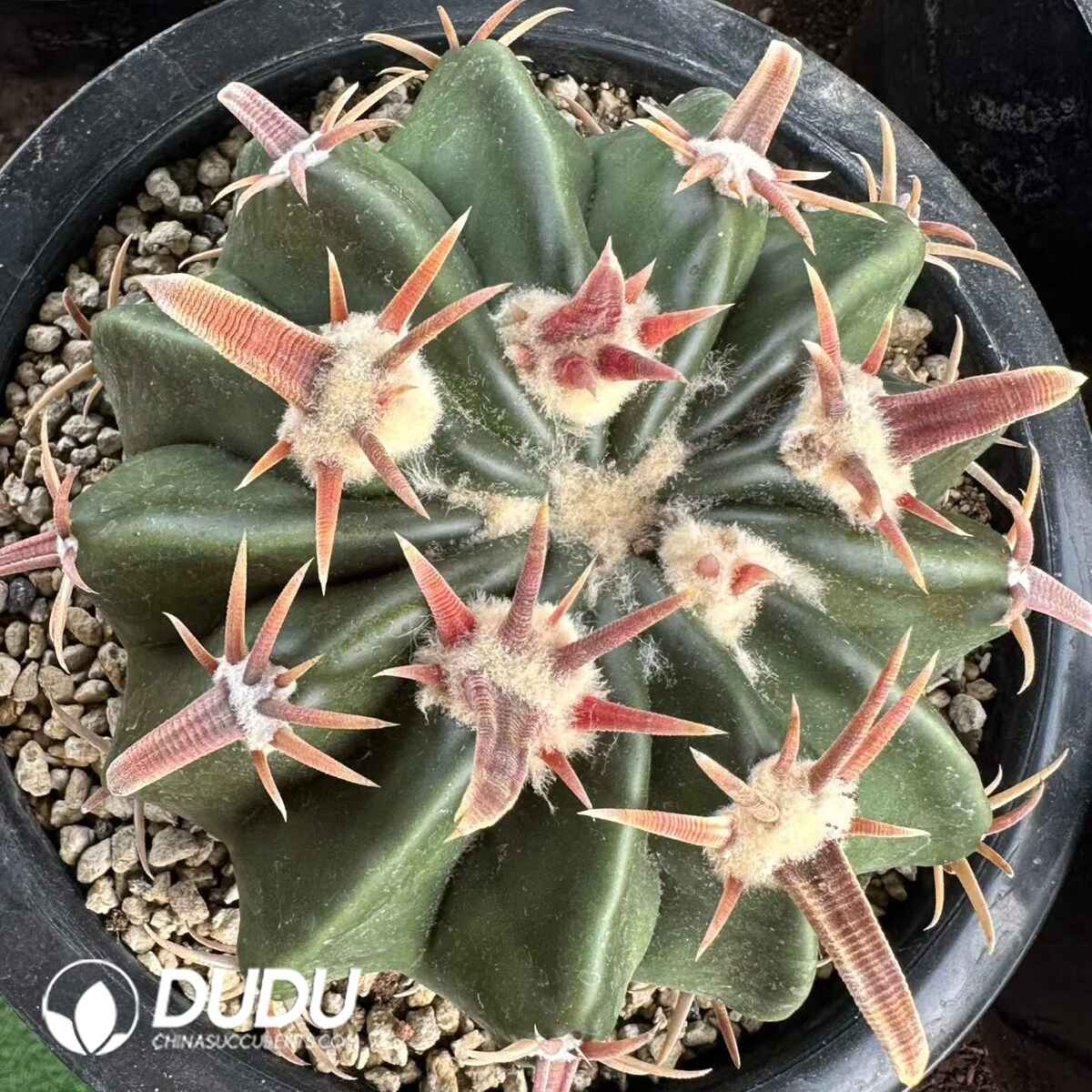 08923D90201.jpg Astrophytum × Niveum Gono-Cho - 画像 (1)