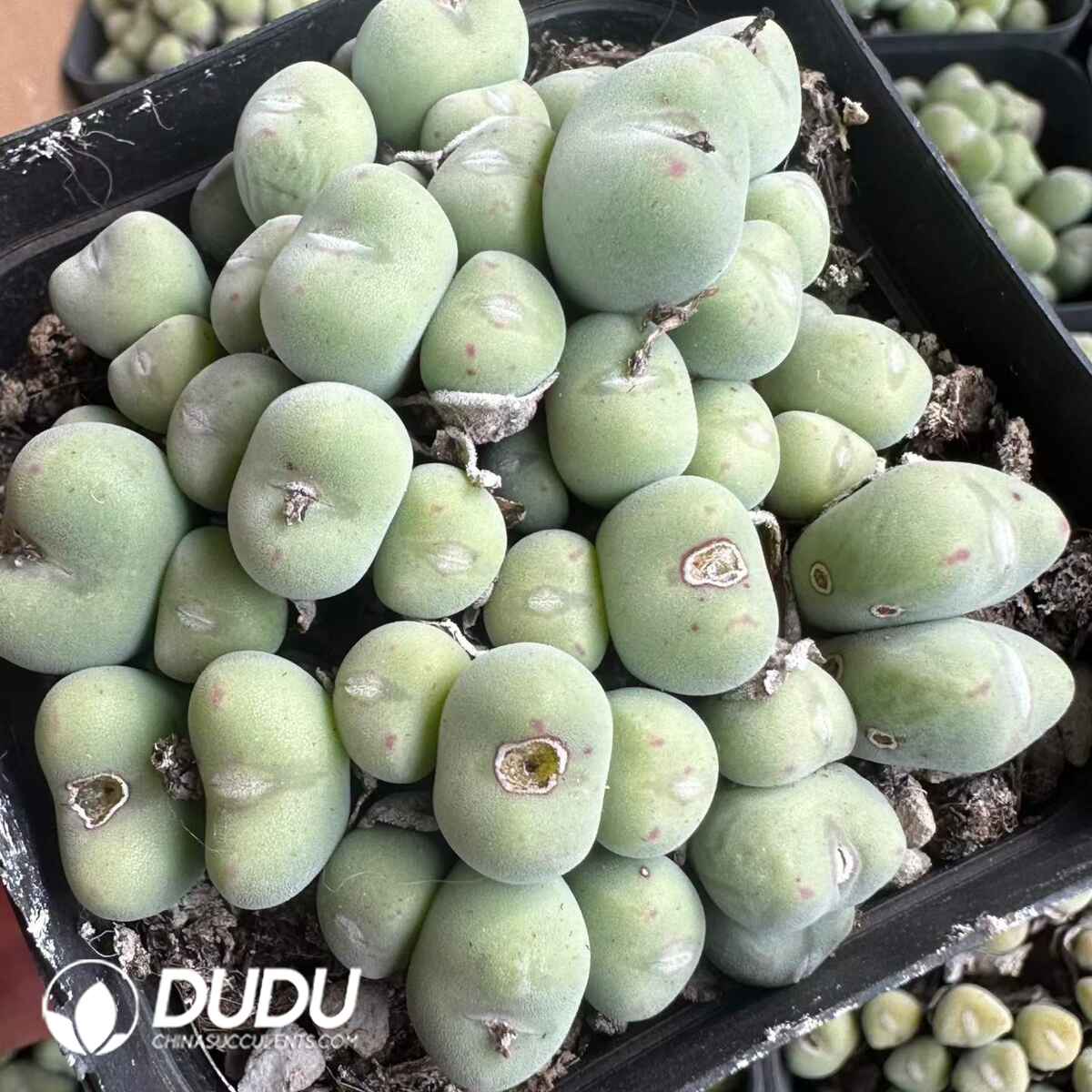 08929D70201.jpg Conophytum Bilobum - 画像 (1)