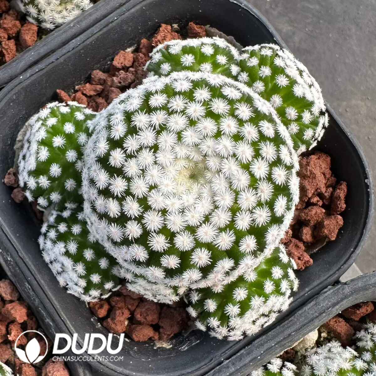 08937D60201.jpg Mammillaria humboldtii - 画像 (1)