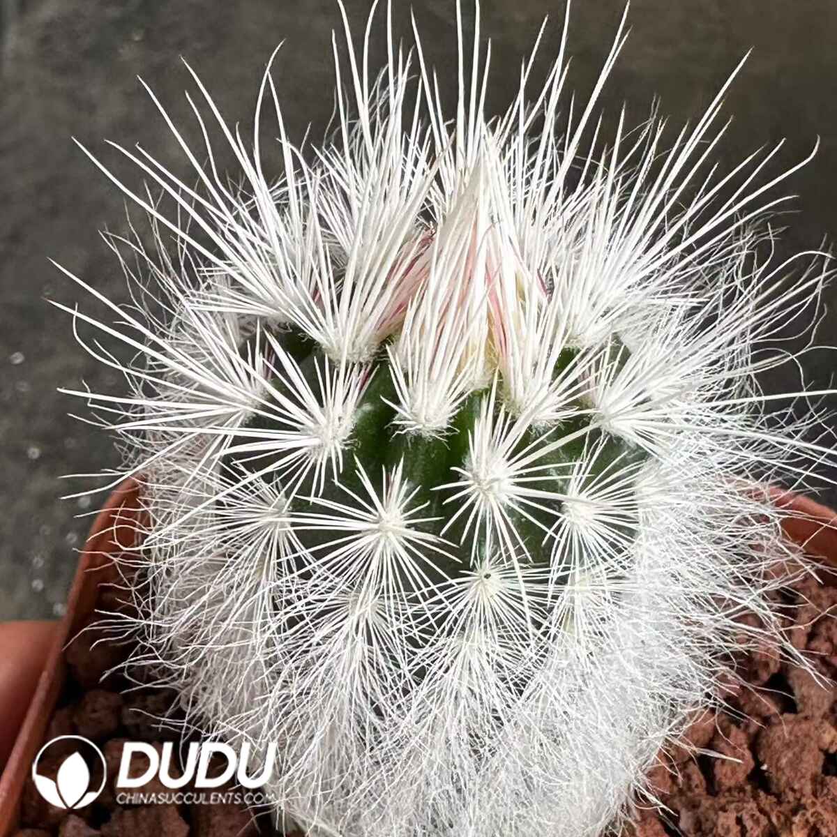 08938D60201.jpg Echinocereus viridiflorus var. canus - 画像 (1)