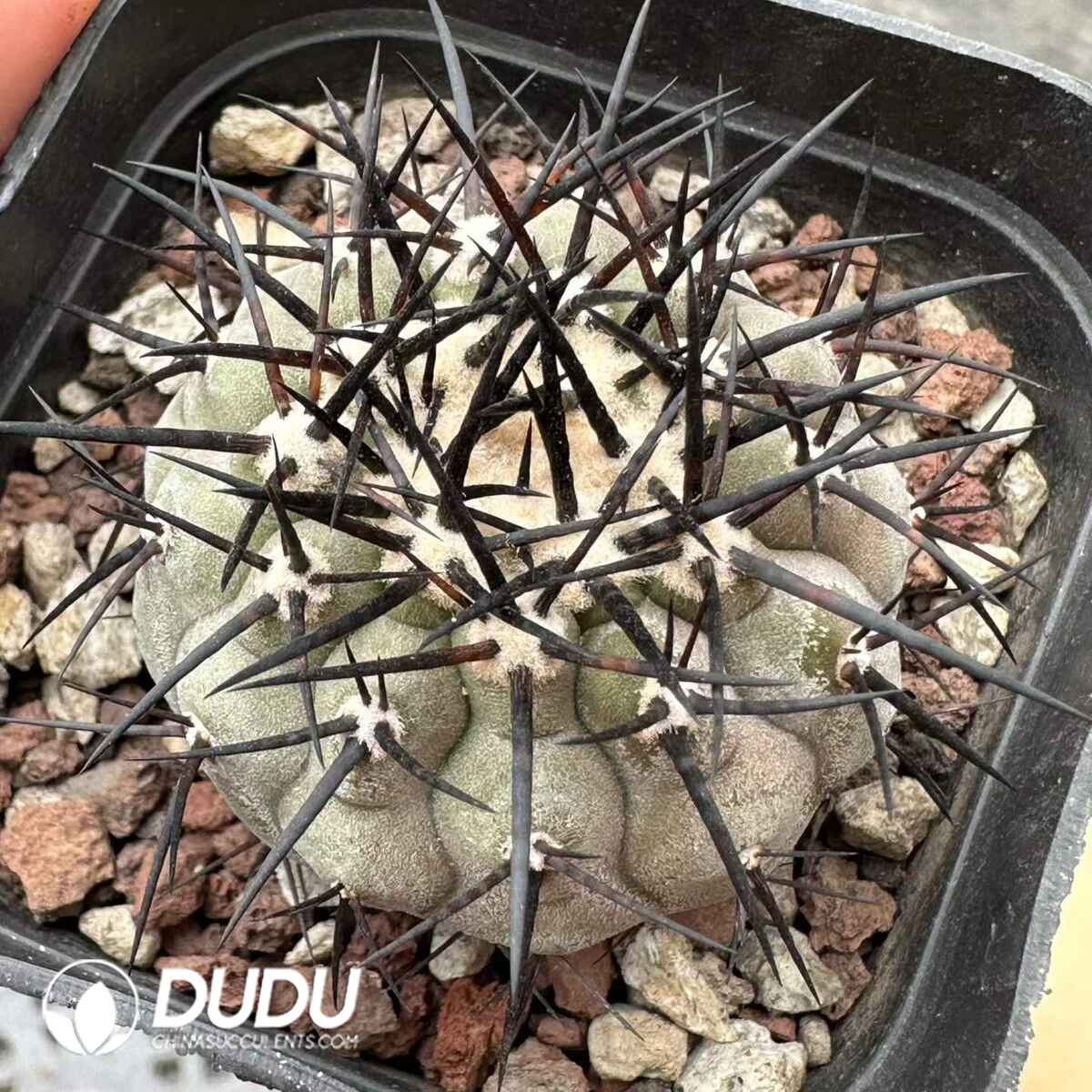 08940D60201.jpg Copiapoa cinerea - 画像 (1)