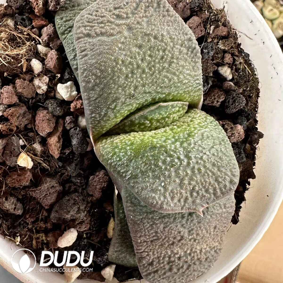 08942D60201.jpg seed grow Gasteria nitida var. armstrongii - 画像 (1)