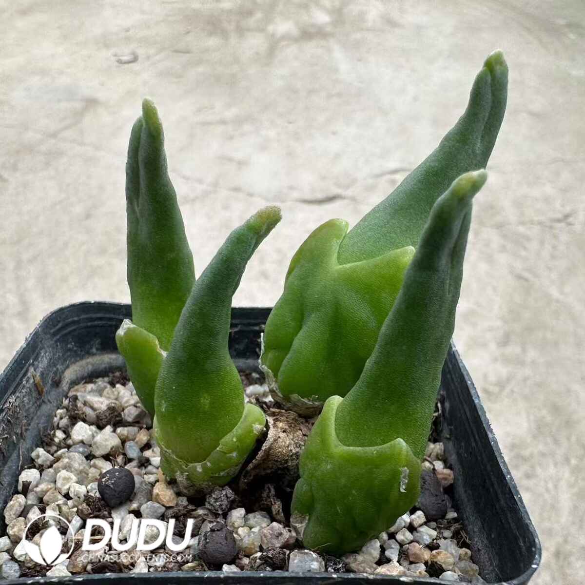 08944D60201.jpg Mitrophyllum mitratum - 画像 (1)