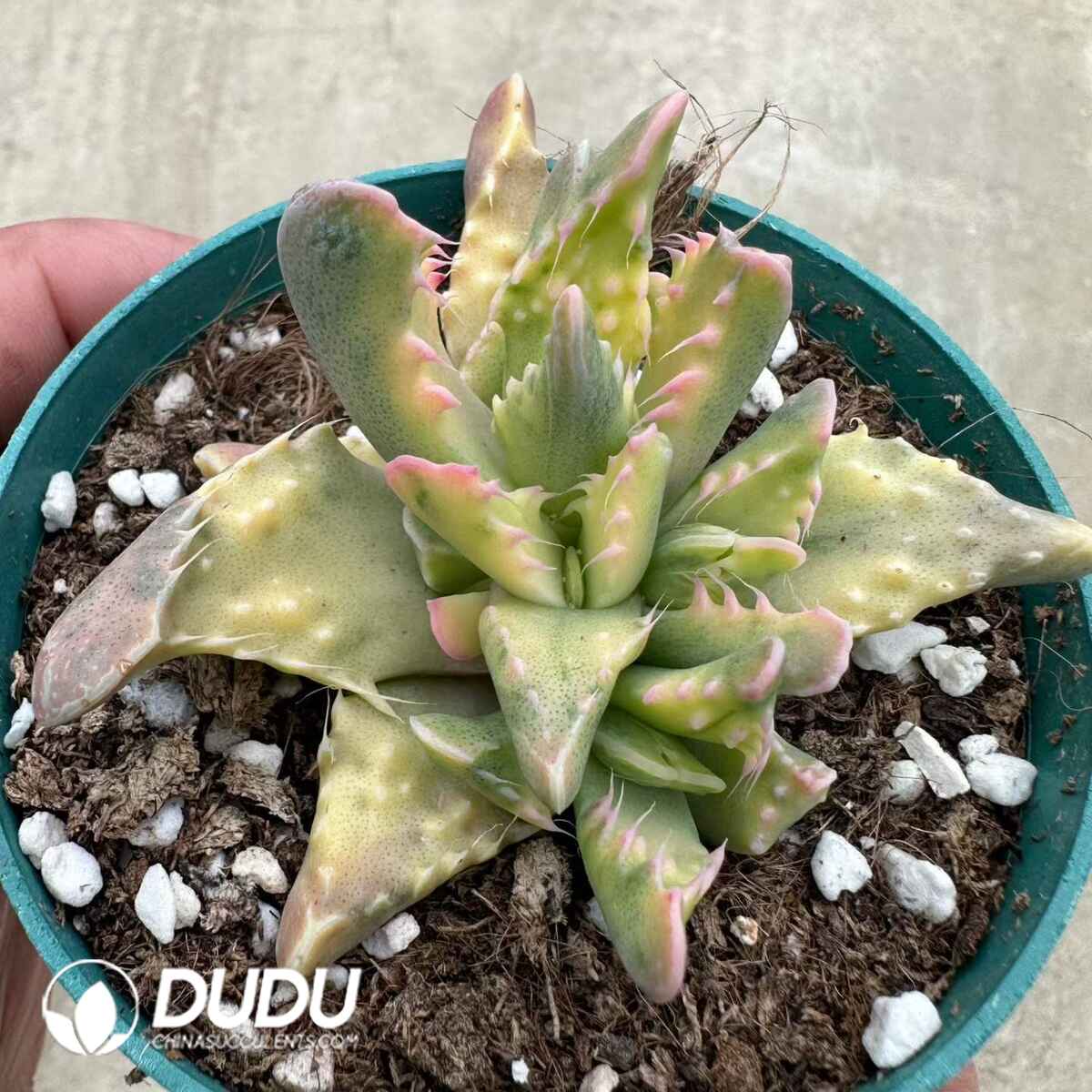 08945D90201.jpg Faucaria tigrina Variegated - 画像 (1)