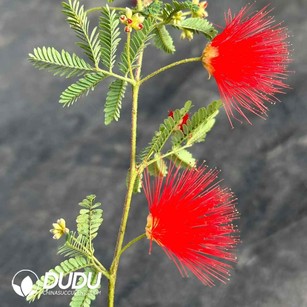08947D200201.jpg Calliandra eriophylla - 画像 (1)