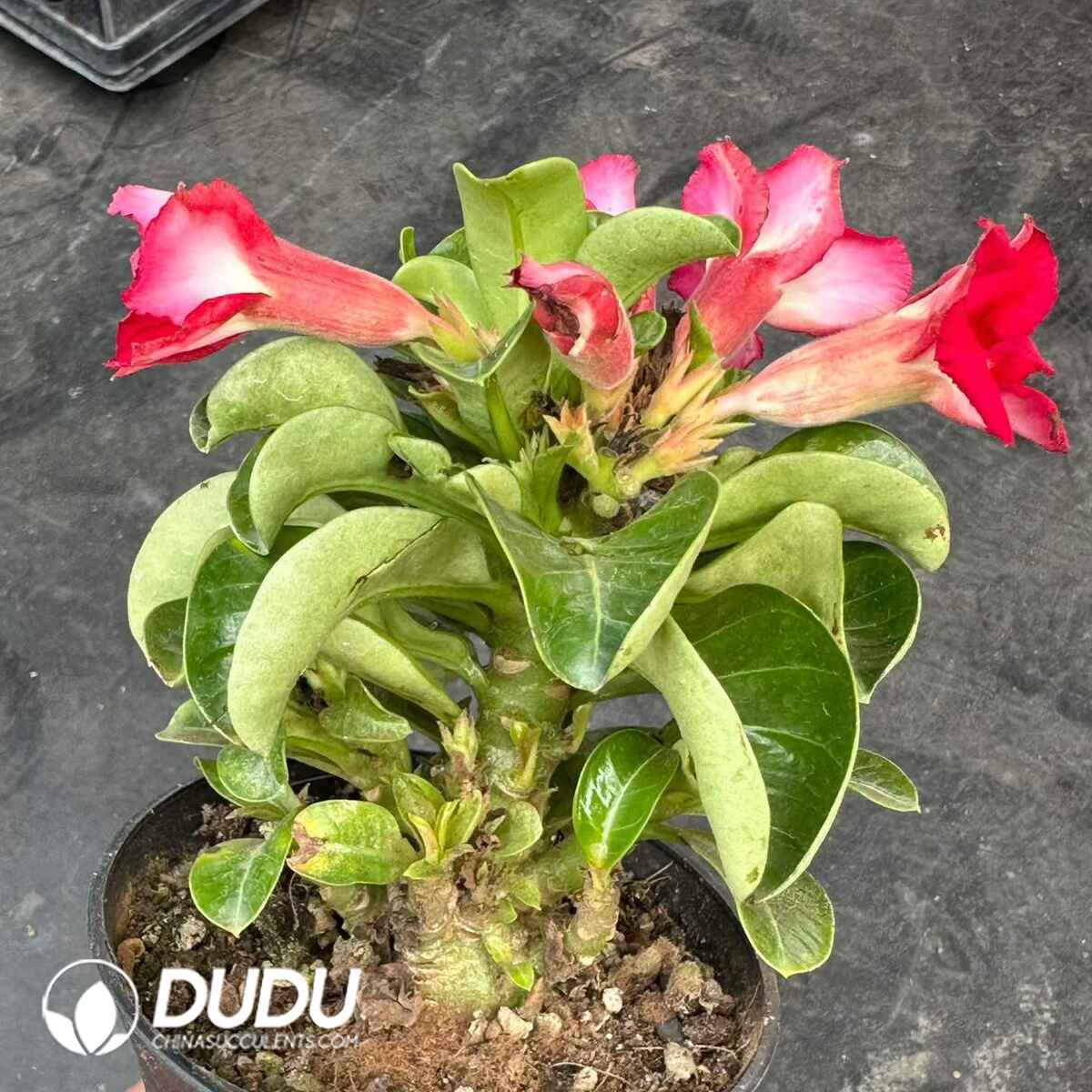 08949D90201.jpg Adenium obesum 'Medusa' - 画像 (1)