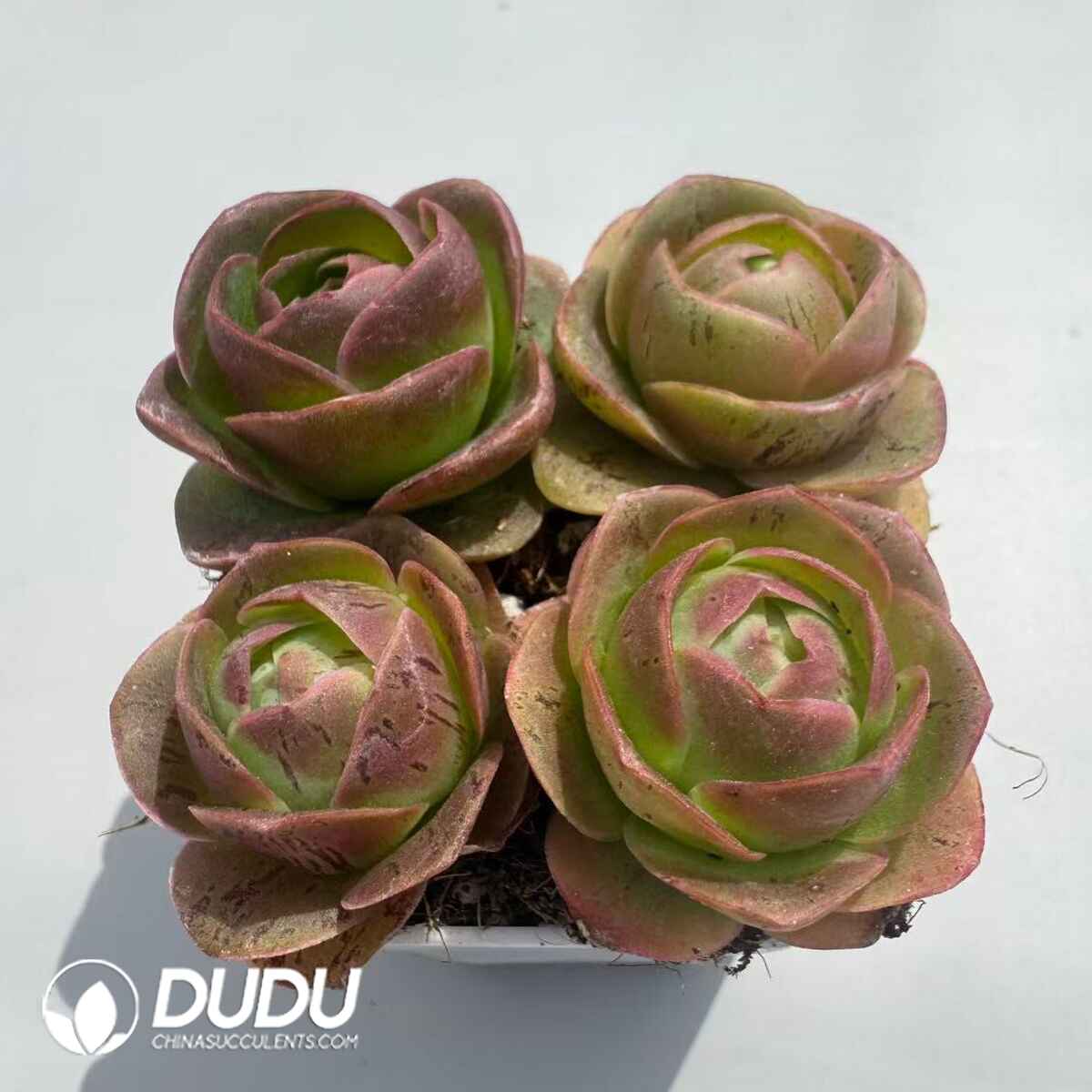 08951D25201.jpg Aeonium Greenovia Diplocyclum (4pcs/pot) - 画像 (1)