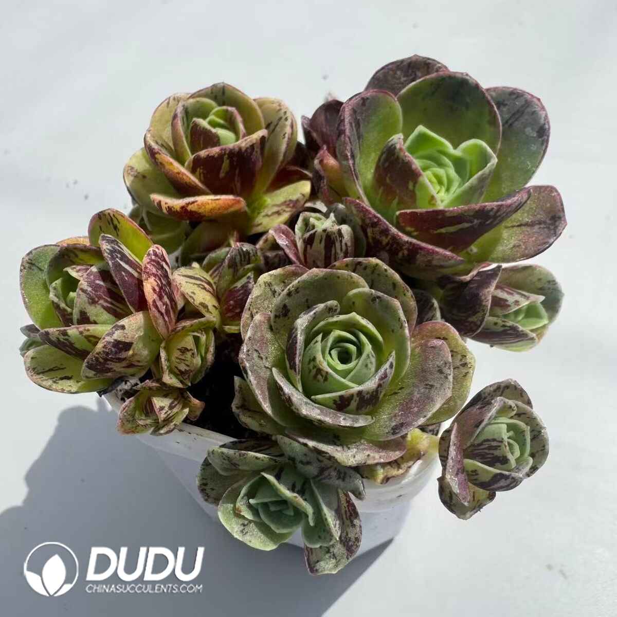 08952D30201.jpg Aeonium Greenovia Simsii (4pcs/pot) - 画像 (1)