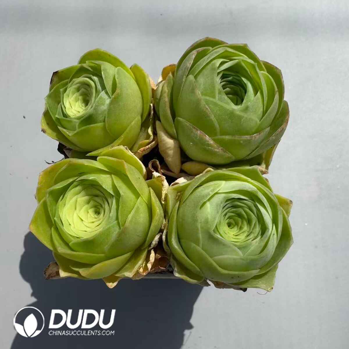 08953D25201.jpg Aeonium Greenovia Love Letter (4pcs/pot) - 画像 (1)