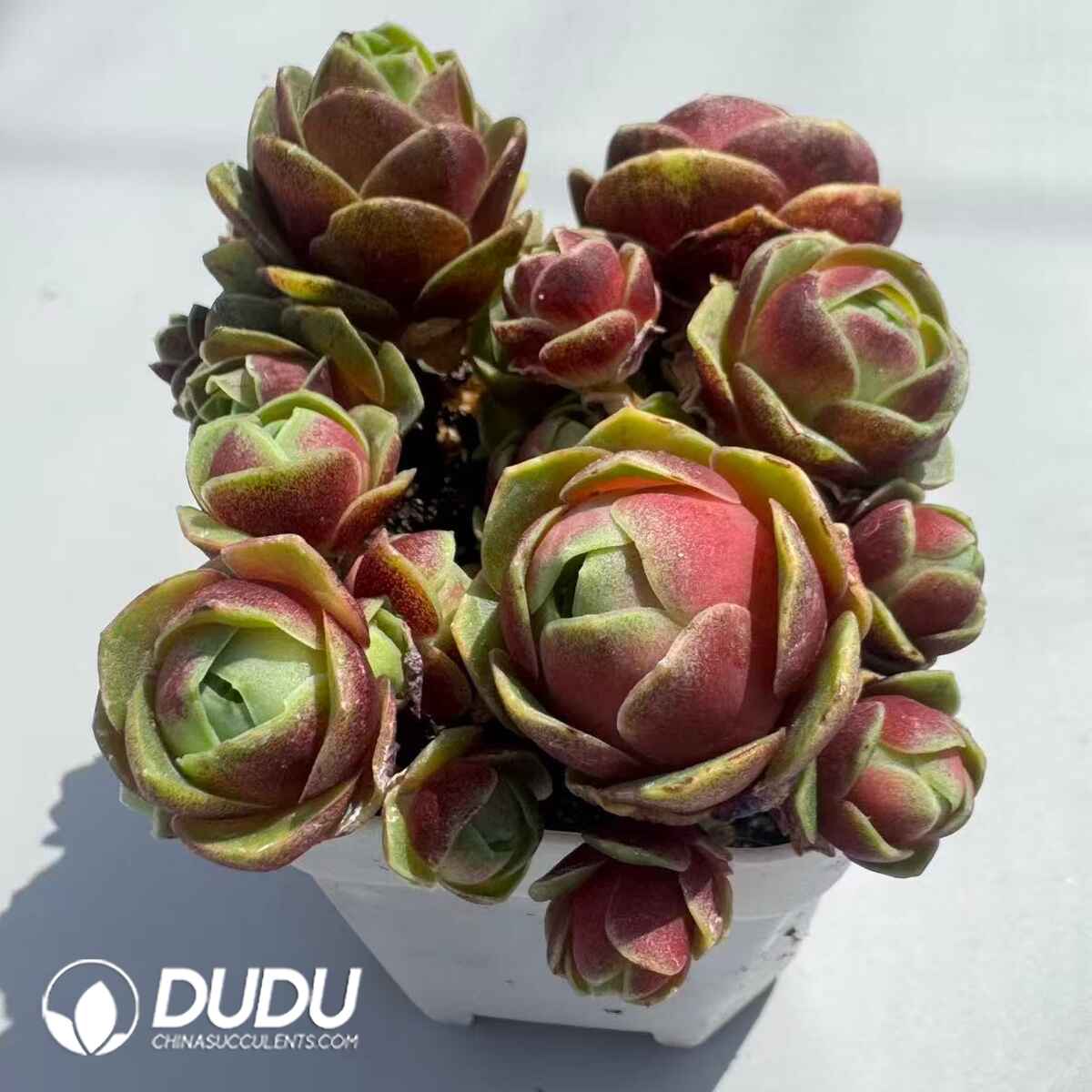 08954D30201.jpg Aeonium Greenovia Red Velvet Clustering (4pcs/pot) - 画像 (1)