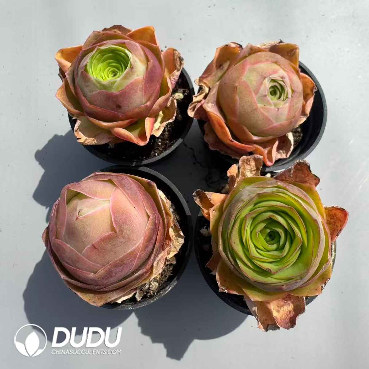 08956D50201.jpg Aeonium Greenovia Diplocyclum Set (4 pots/set) - 画像 (1)