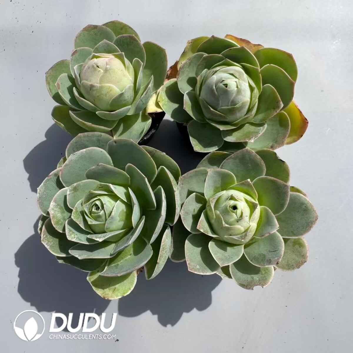 08957D50201.jpg Aeonium Aureum Pink Set (4 pots/set) - 画像 (1)