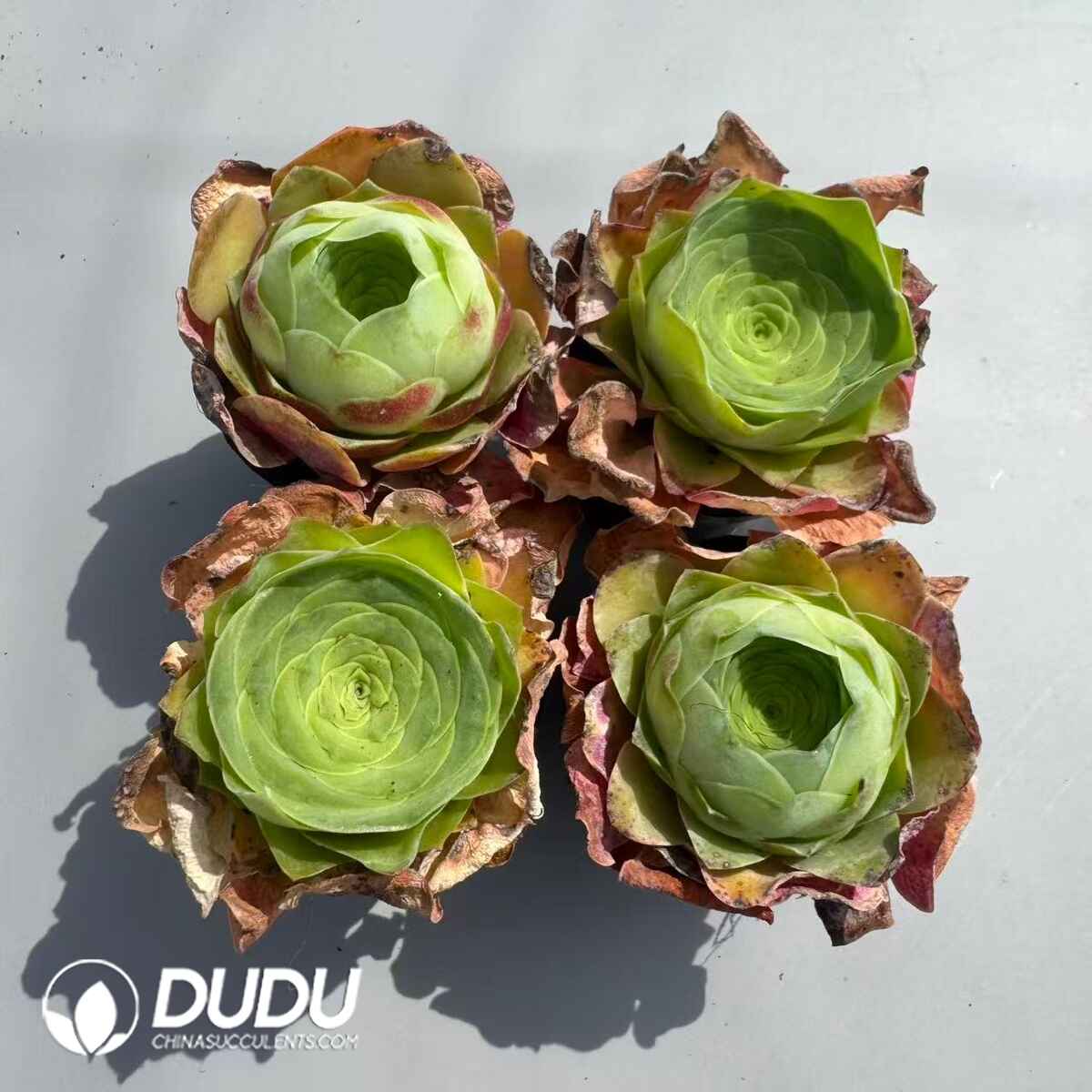 08958D50201.jpg Aeonium Greenovia Diplocycla Guarimiar Set (4 pots/set) - 画像 (1)