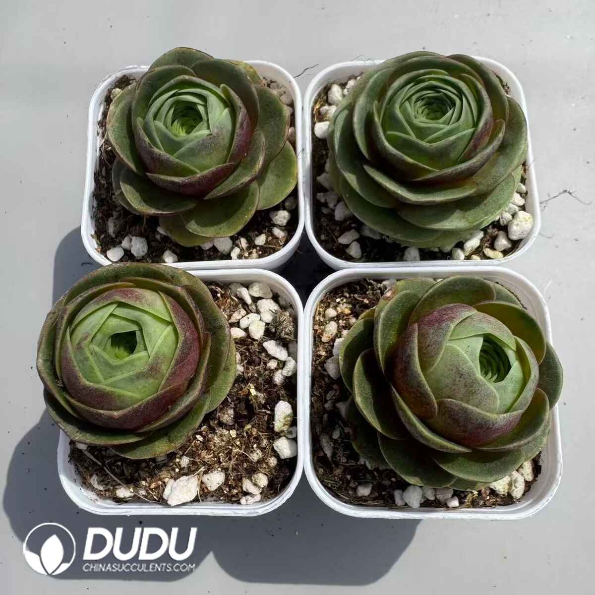 08959D50201.jpg Aeonium Greenovia Little Red Cap Set (4 pots/set) - 画像 (1)