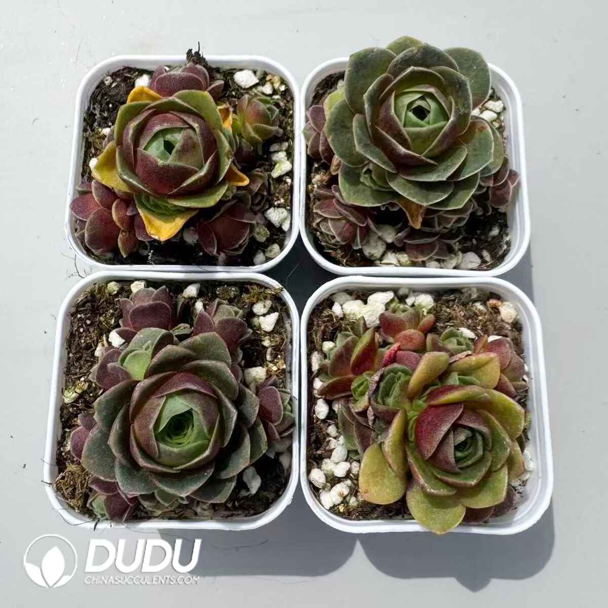 08961D50201.jpg Aeonium Greenovia Red Velvet Set (4 pots/set) - 画像 (1)