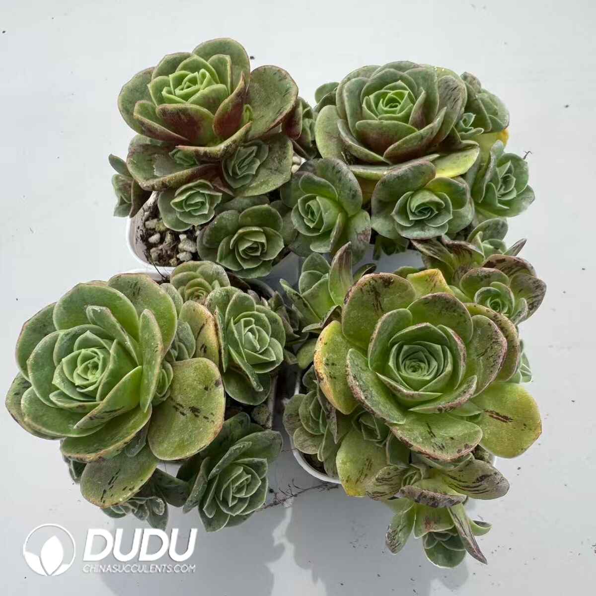 08962D50201.jpg Aeonium Greenovia Simsii Clustering (4 pots/set) - 画像 (1)