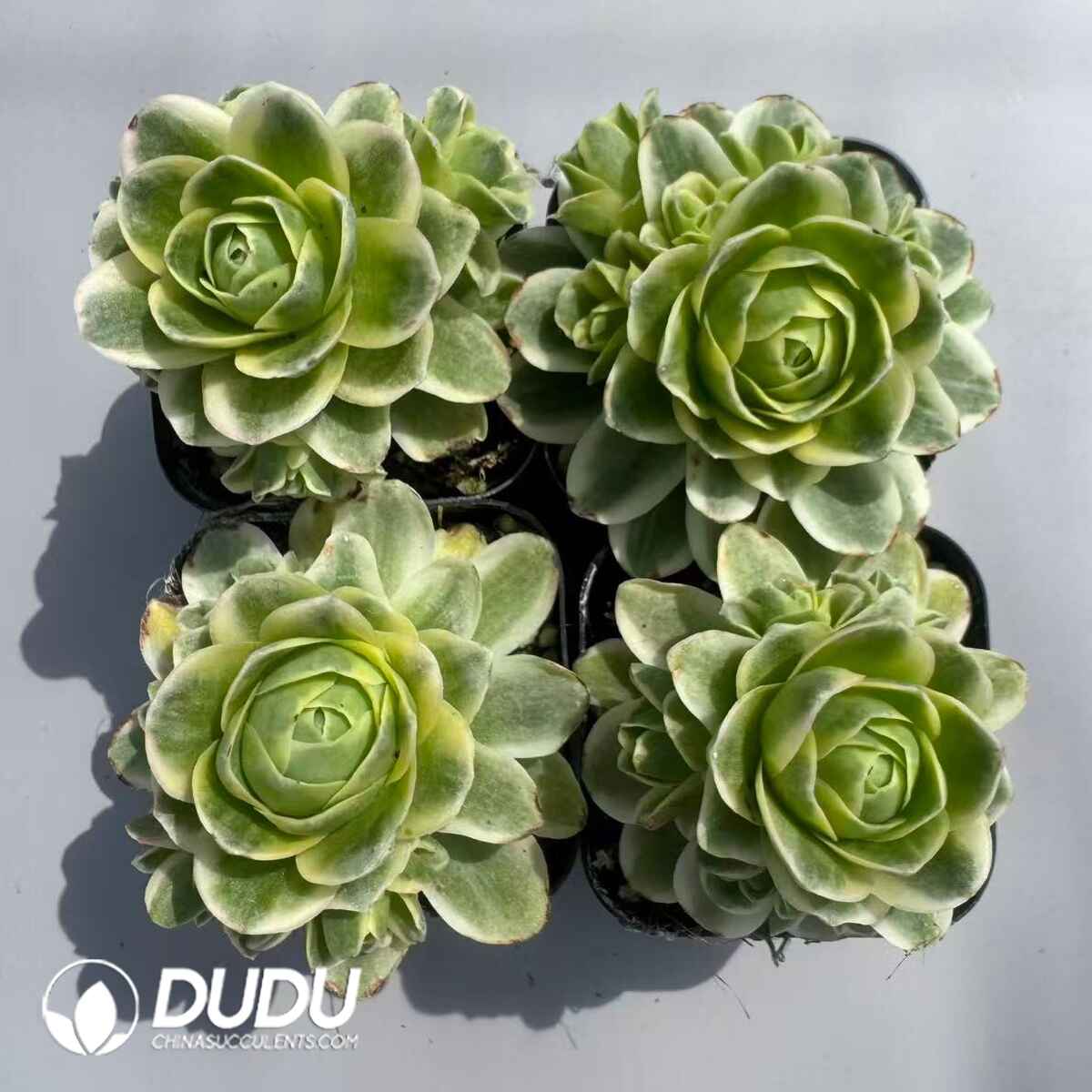 08963D60201.jpg Aeonium Greenovia Dawn of Spring Clustering Set (4 pots/set) - 画像 (1)