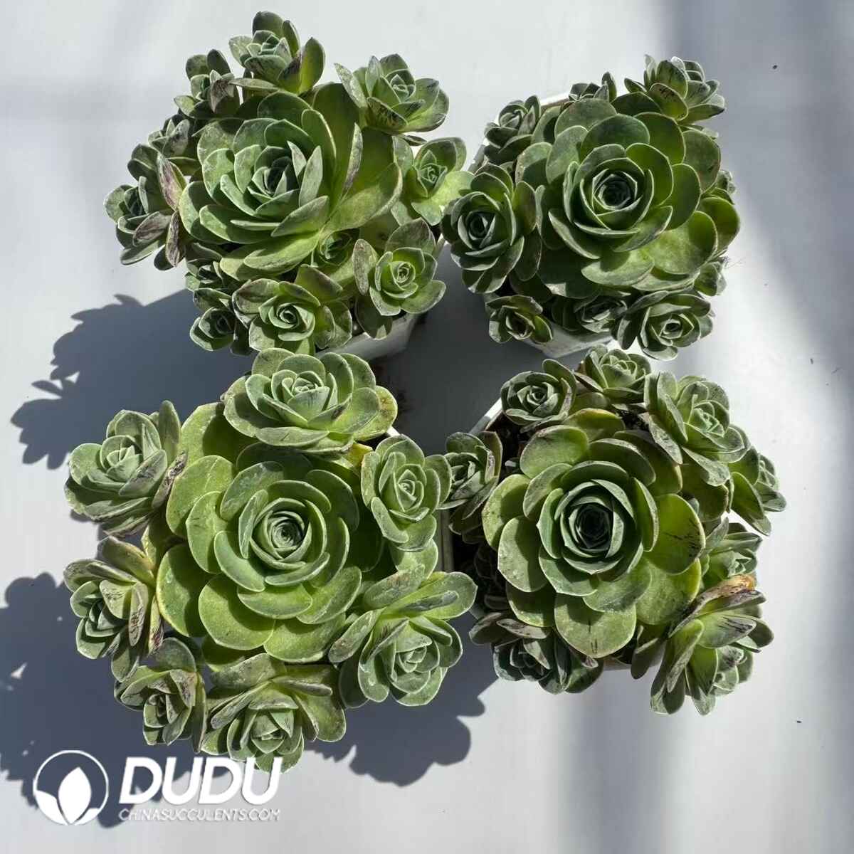 08966D70201.jpg Aeonium Greenovia Rattled Bubbles Clustering Set (4 pots/set) - 画像 (1)