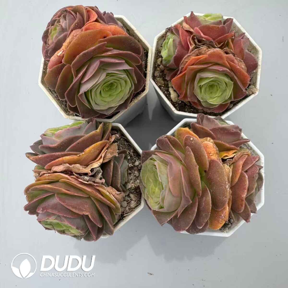 08967D70201.jpg Aeonium Greenovia Diplocycla Muse Clustering Set (4 pots/set) - 画像 (1)