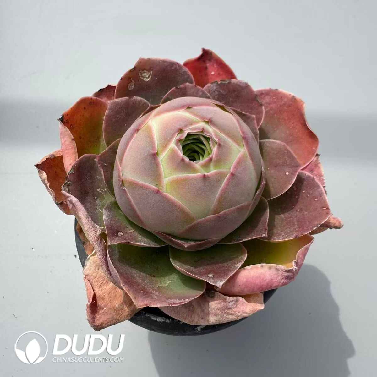 08968D90201.jpg Aeonium Greenovia Diplocyclum Peento - 画像 (1)