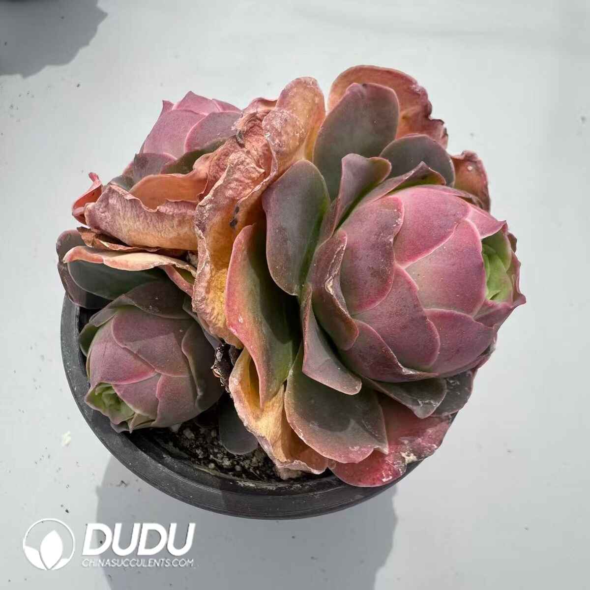 08969D90201.jpg Aeonium Greenovia Diplocyclum Clustering - 画像 (1)