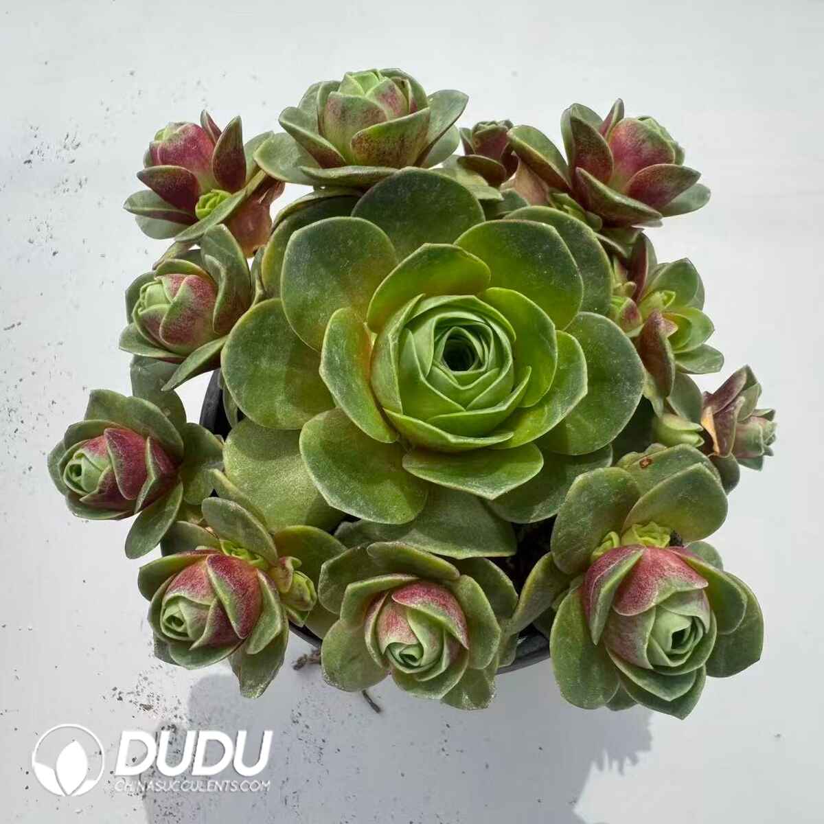 08970D90201.jpg Aeonium Greenovia Red Velvet Clustering - 画像 (1)