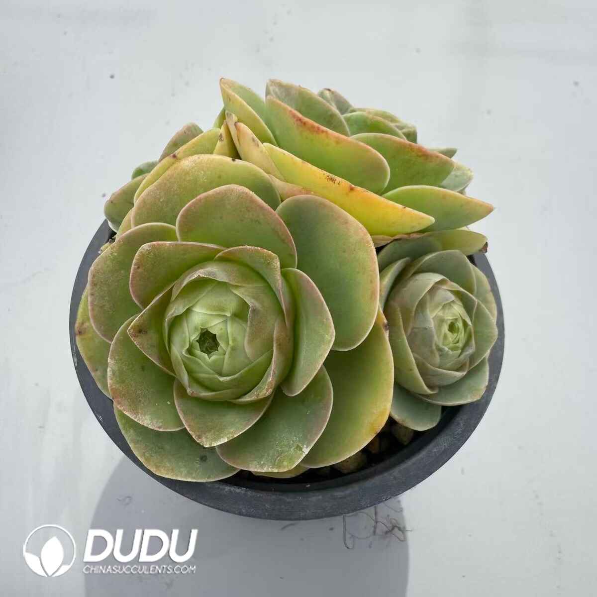 08971D90201.jpg Aeonium Greenovia Pandora Clustering - 画像 (1)