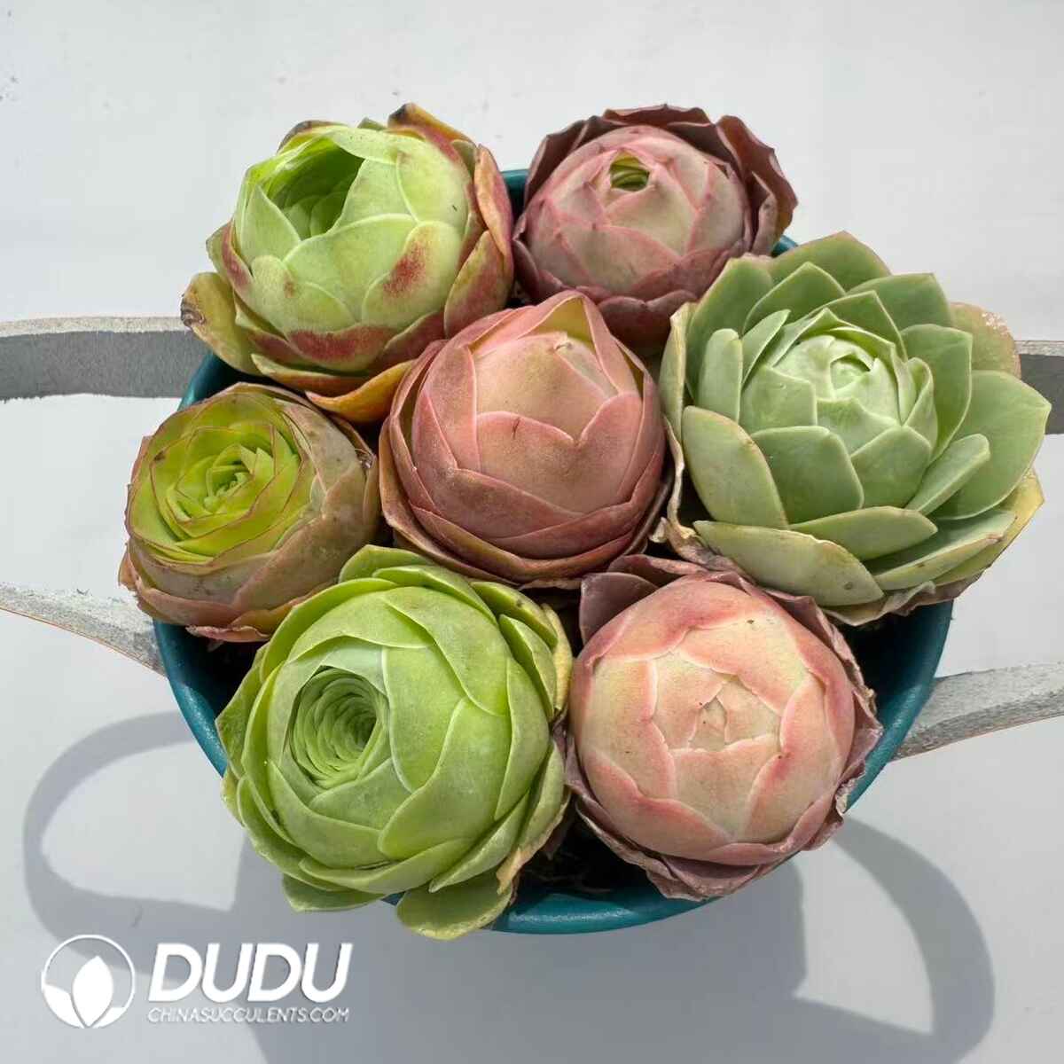 08973D120201.jpg Aeonium Greenovia Mixed Set (7pcs/pot) - 画像 (1)