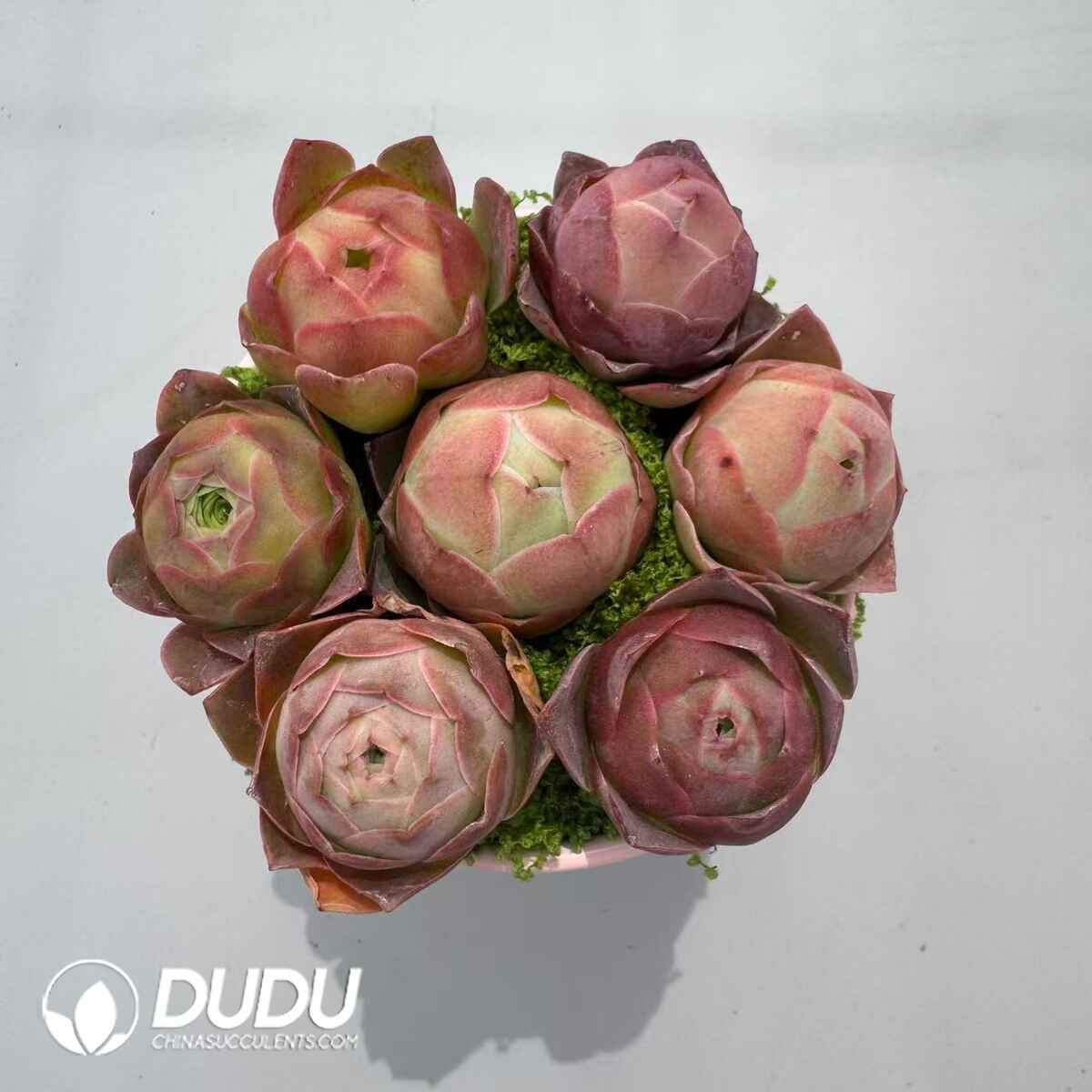 08974D90201.jpg Aeonium Greenovia Mixed Set (7pcs/pot) - 画像 (1)