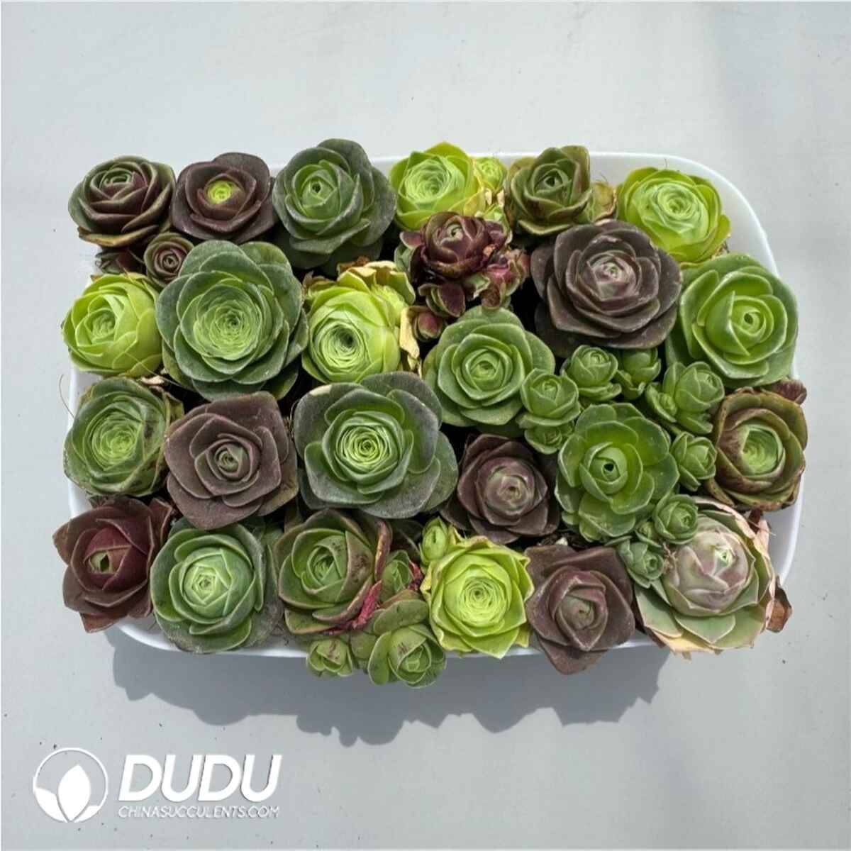 08975D30201.jpg Aeonium Greenovia Mixed Set (24pcs/pot) - 画像 (1)