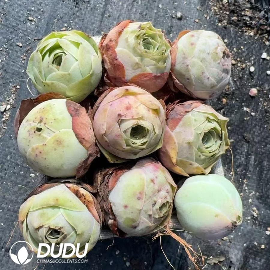 08976D30 Aeonium Greenovia Mixed Set (9pcs/pot) - 画像 (1)