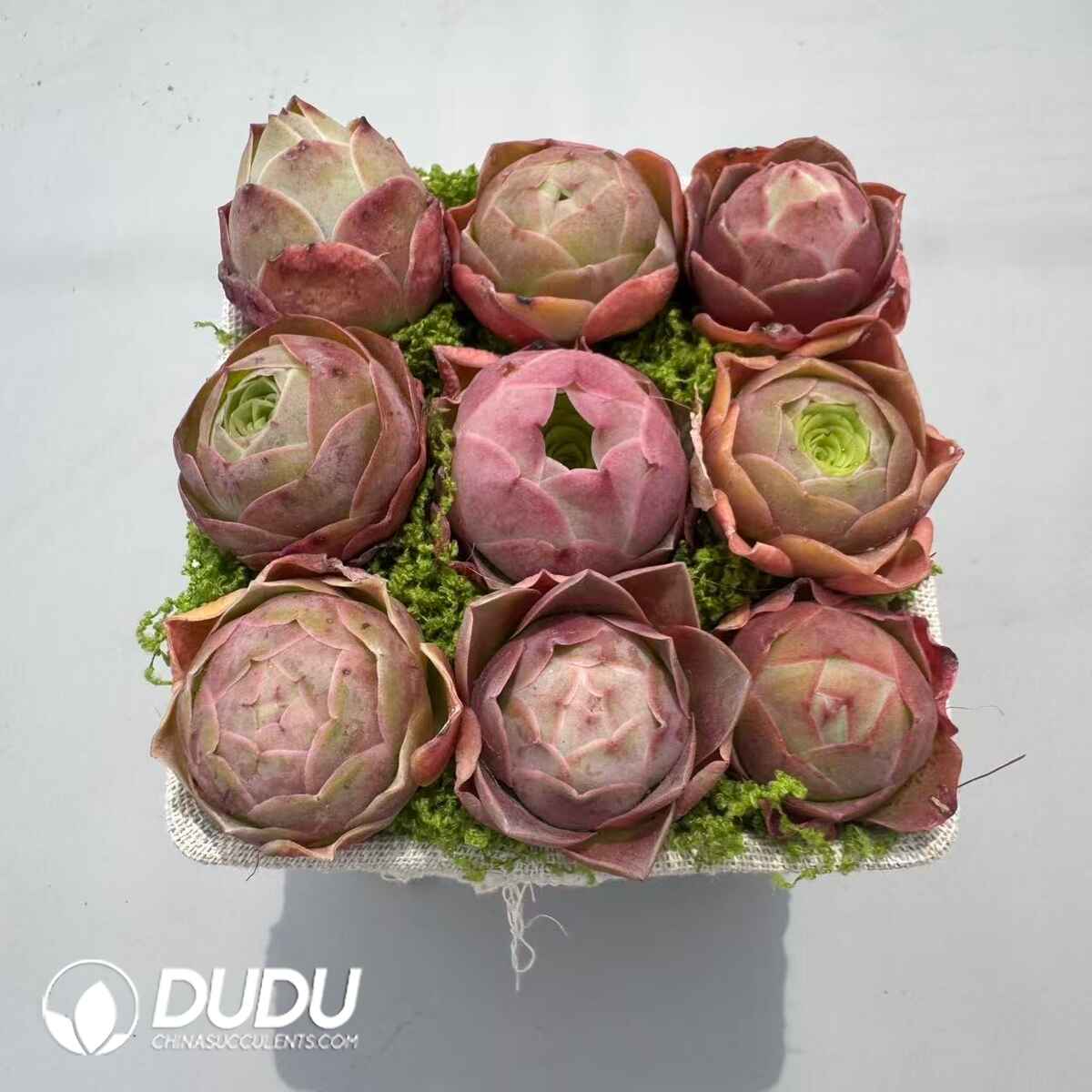 08976D30201.jpg Aeonium Greenovia Mixed Set (9pcs/pot) - 画像 (1)