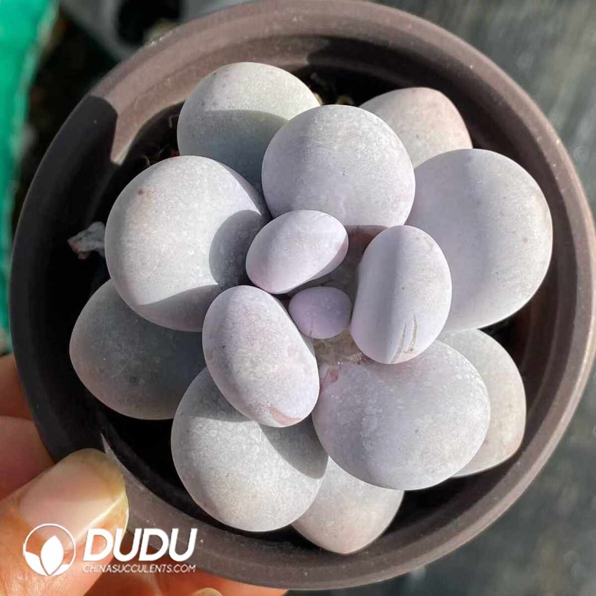 09046D90201.jpg Graptopetalum amethystinum - 画像 (1)