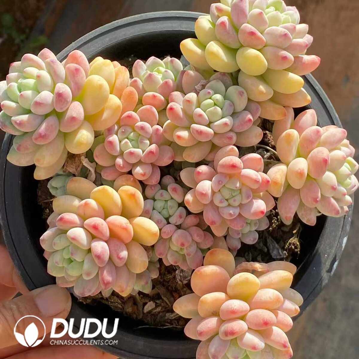 09051D160201.jpg Sedum Clavatum Clustering - 画像 (1)