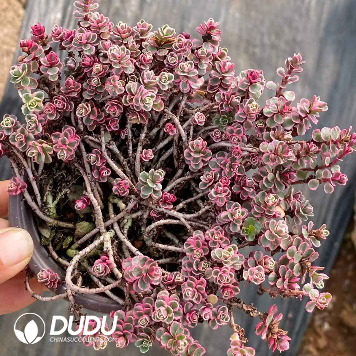 09066D90201.jpg Sedum Spurium Dragon's Blood Variegated - 画像 (1)