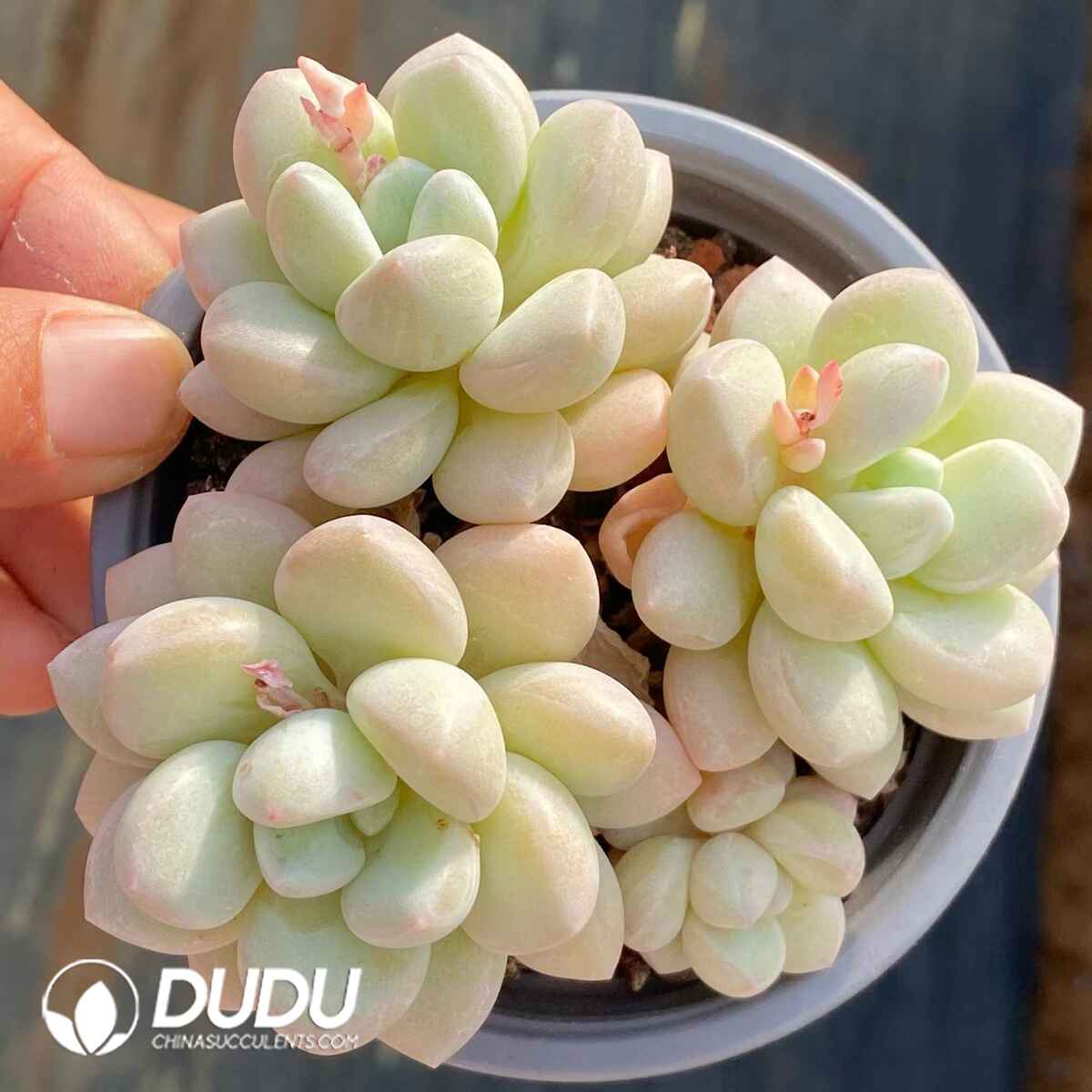 09073D90201.jpg Graptopetalum Bubble Gum - 画像 (1)