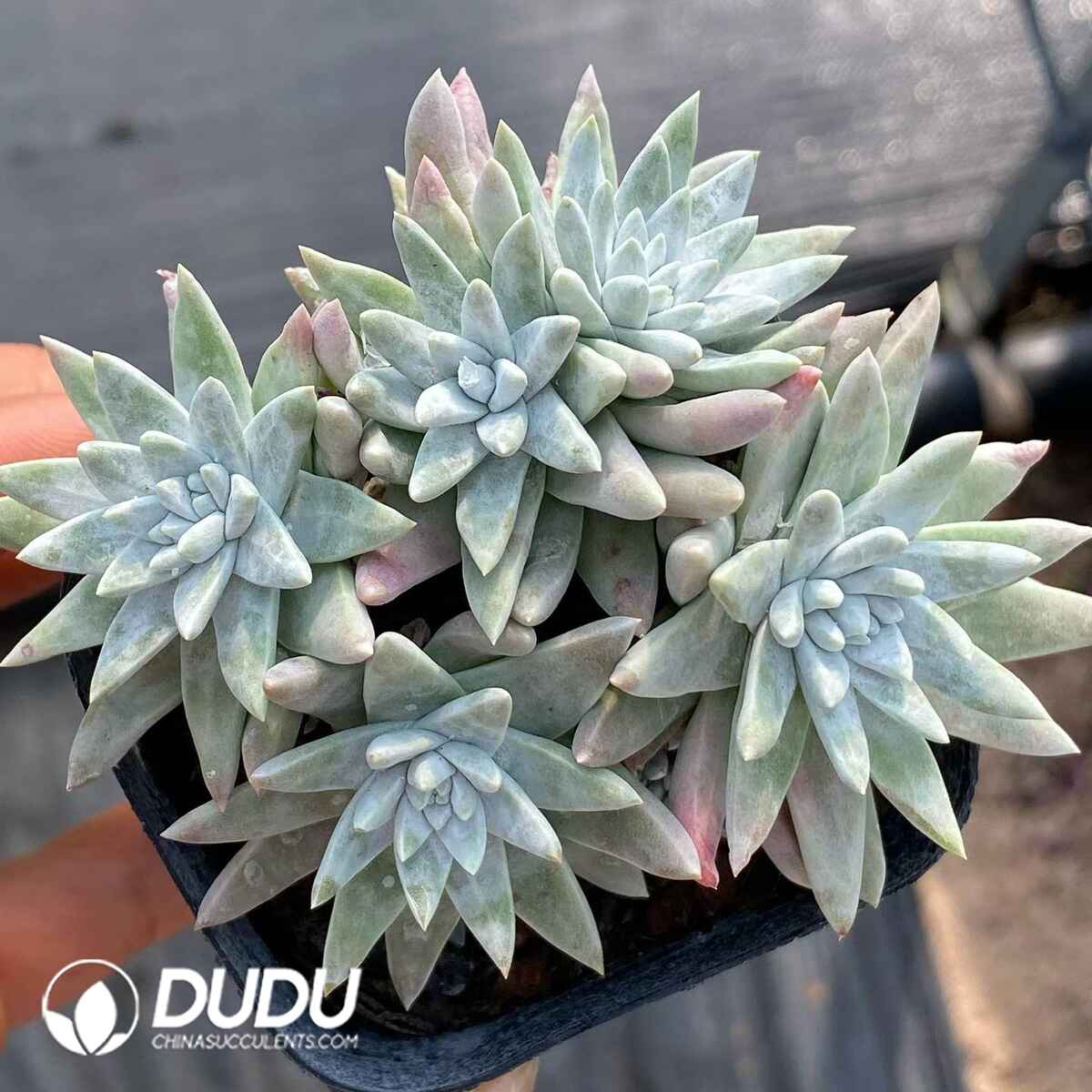 09077D70201.jpg Dudleya Gnoma S.W.McCabe - 画像 (1)