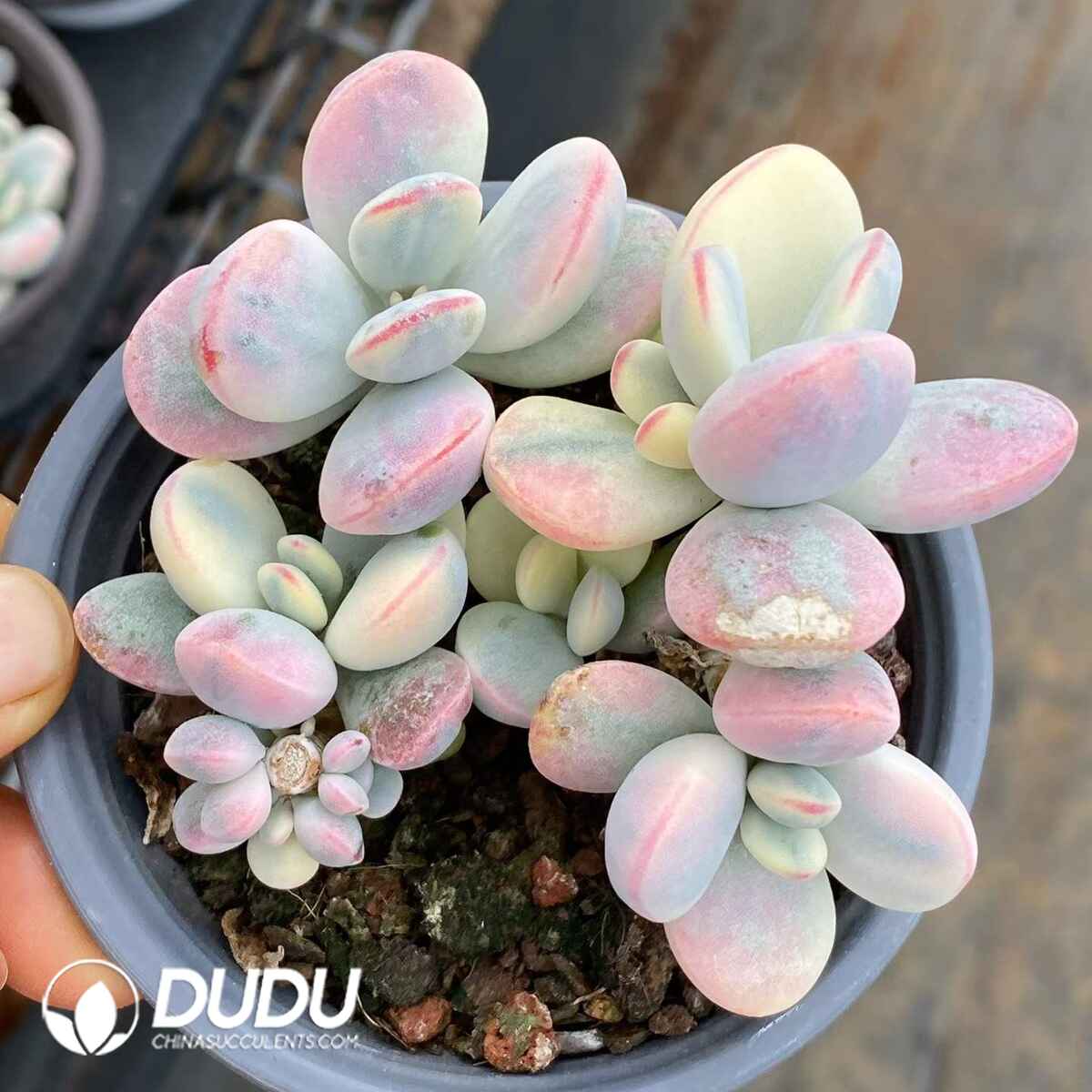 09083D90201.jpg Cotyledon Orbiculata cv Variegated - 画像 (1)