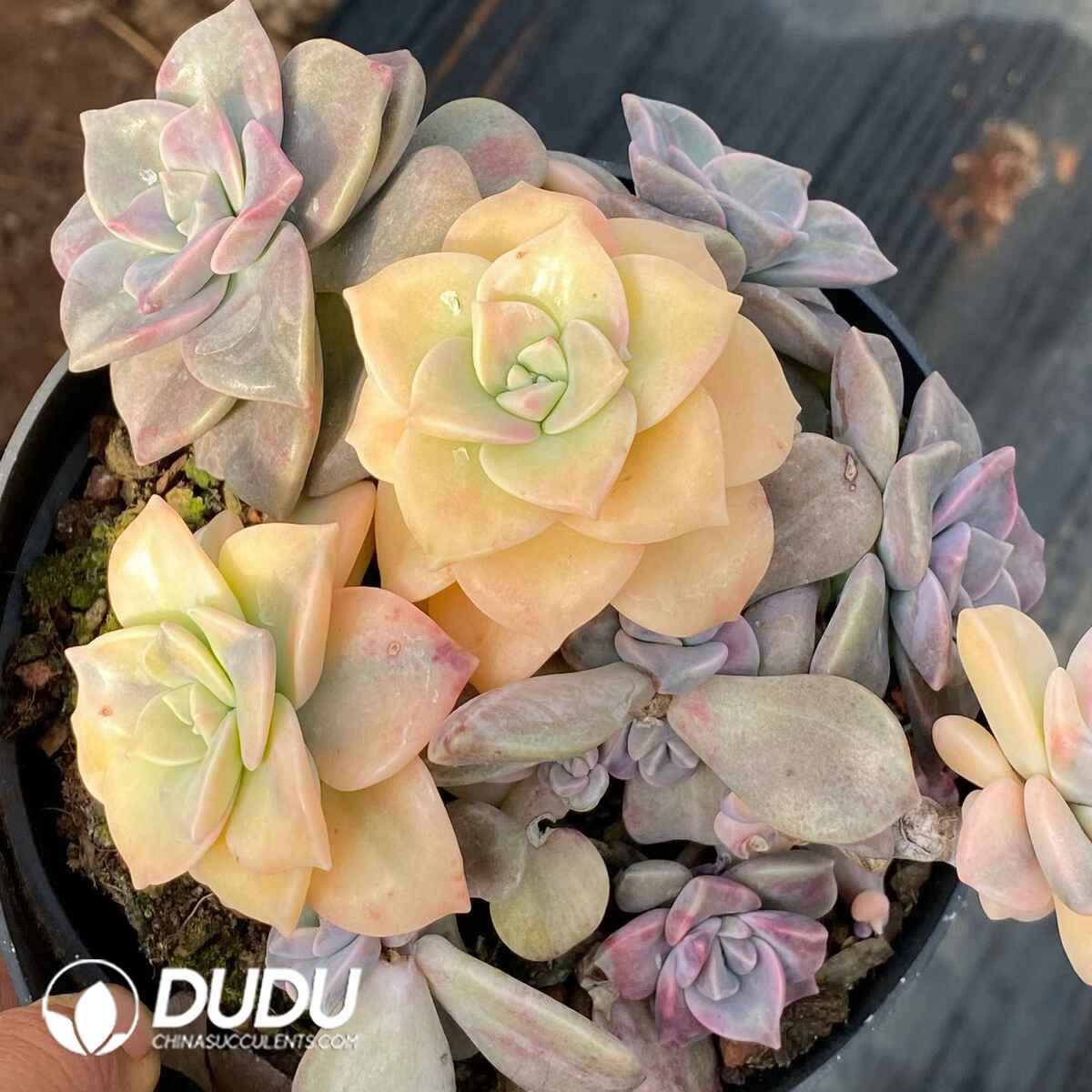 09103D160201.jpg Graptopetalum Purple Delight Variegated Clustering - 画像 (1)