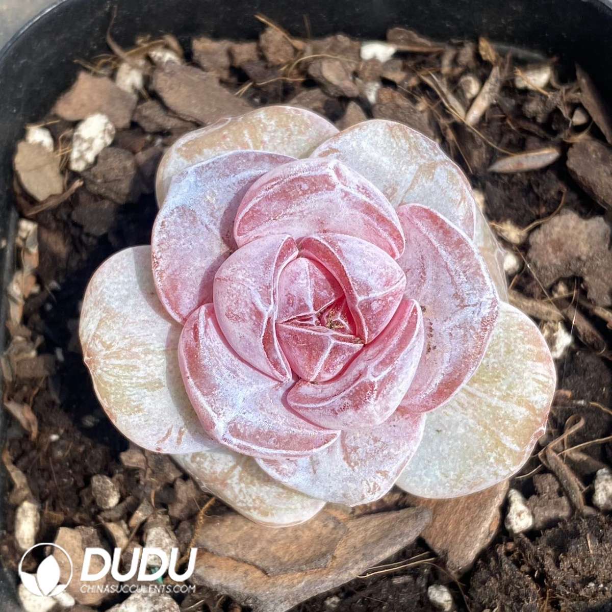 09111D60201.jpg Echeveria Ice Cake - 画像 (1)