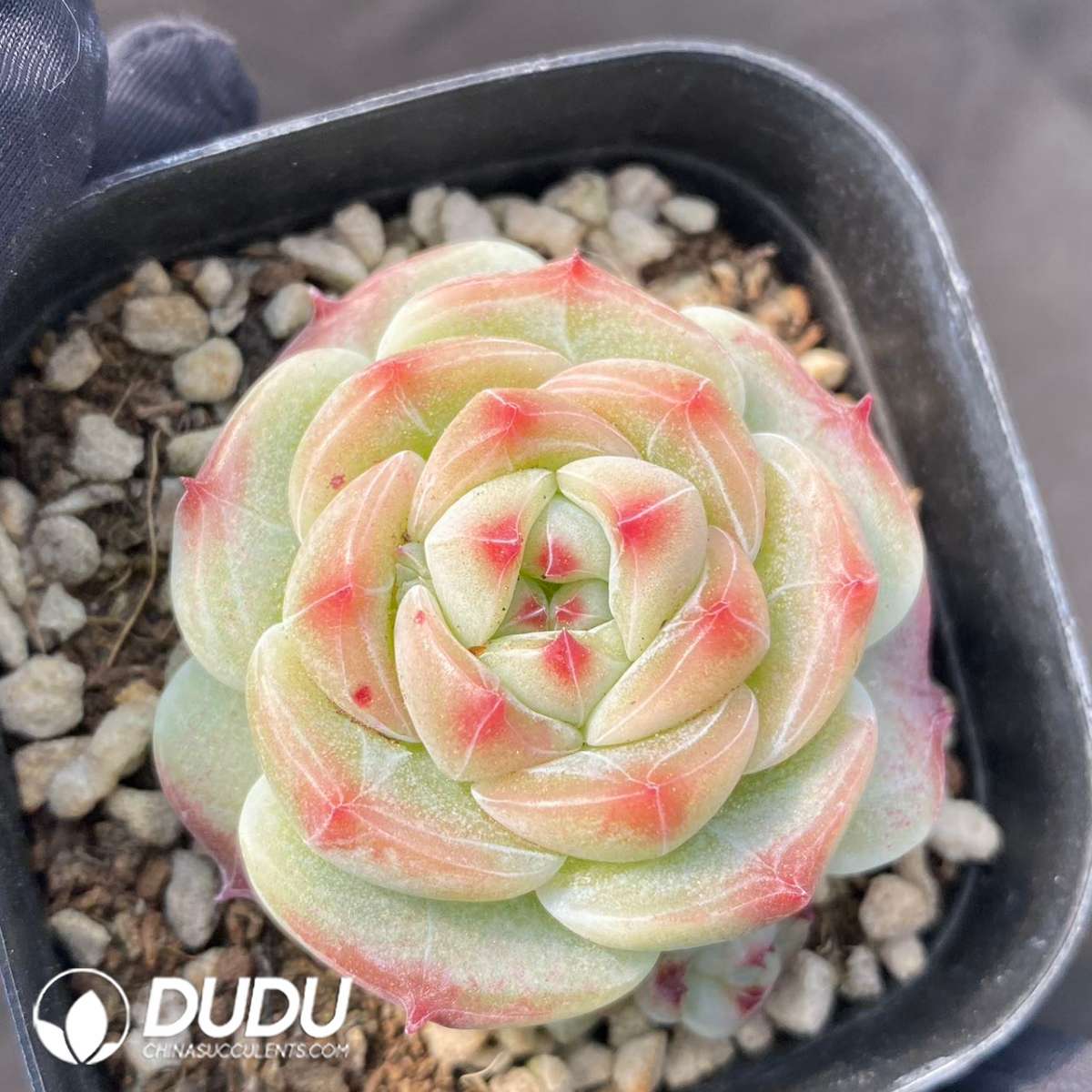 09115D60201.jpg Echeveria Green Bodhi - 画像 (1)