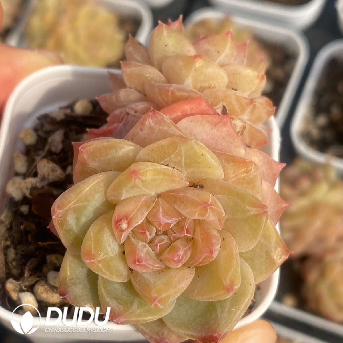 09117D60201.jpg Echeveria Sugar Heart 1006 - 画像 (1)