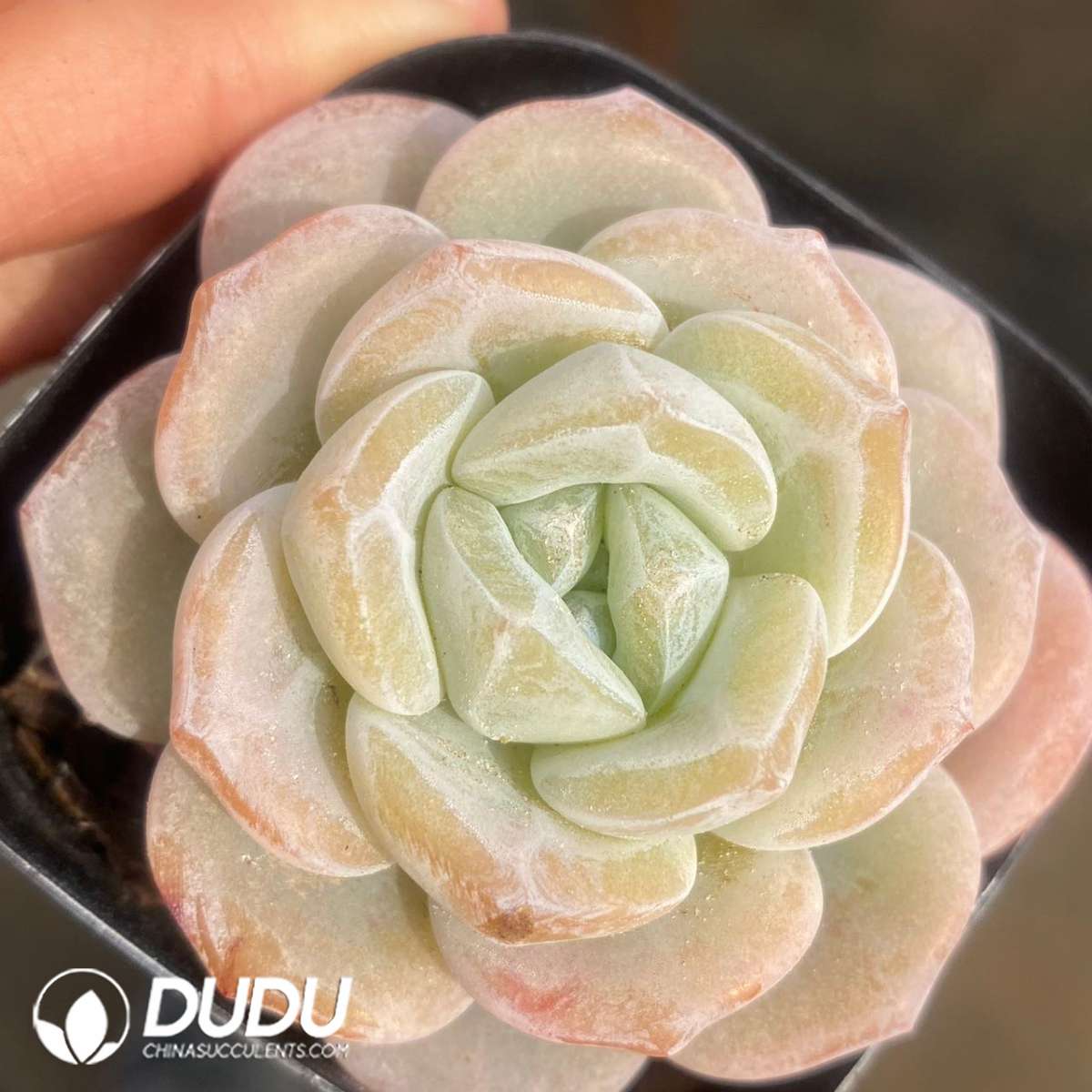 09118D60201.jpg Echeveria Frost Flower - 画像 (1)