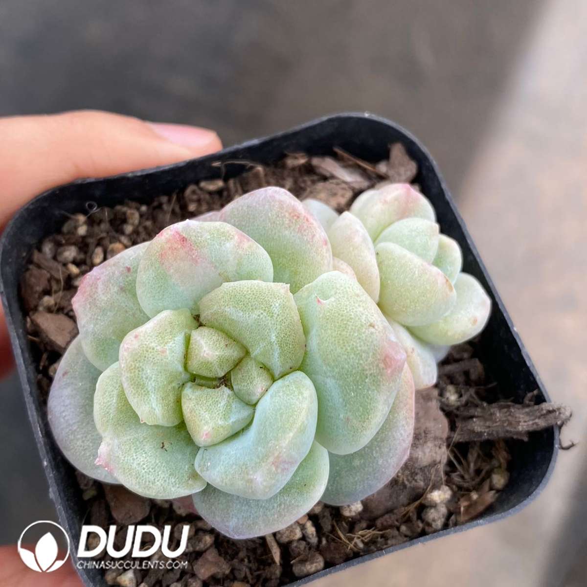 09119D60201.jpg Echeveria Ice Jade Double Heads - 画像 (1)