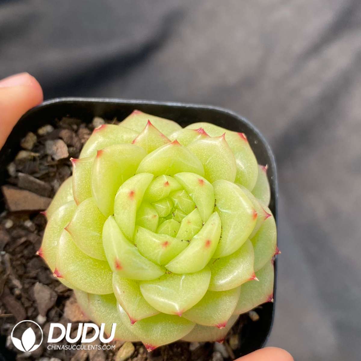 09122D60201.jpg Echeveria Duruo Jenny - 画像 (1)