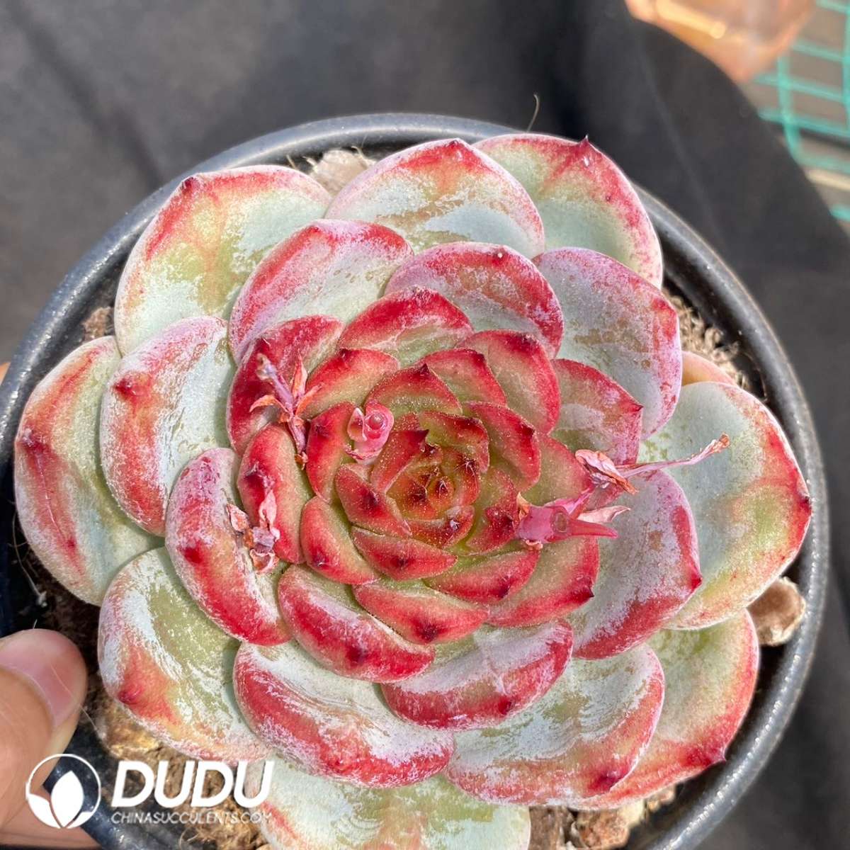 09123D120201.jpg Echeveria Bloody Romance - 画像 (1)